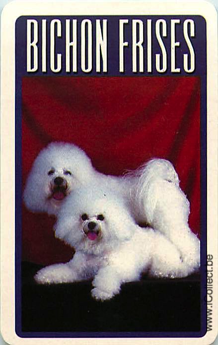 Single Swap Playing Cards Dog Bichon Frises (PS12-12B)