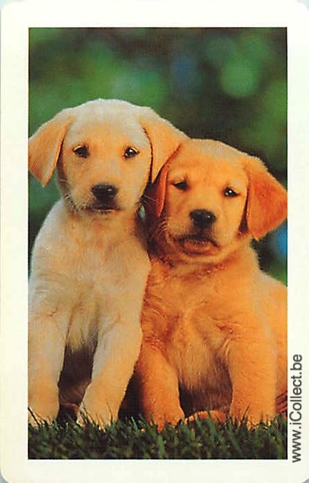 Single Swap Playing Cards Dog Labrador Retrivers (PS12-28E)