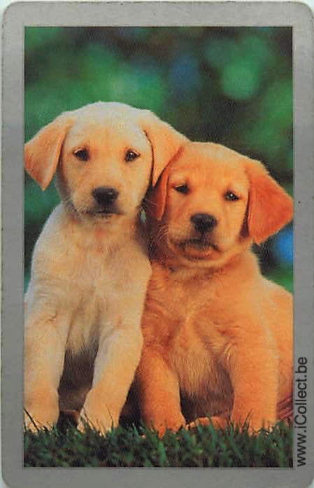 Single Swap Playing Cards Dog Labrador Retrivers (PS12-35F)