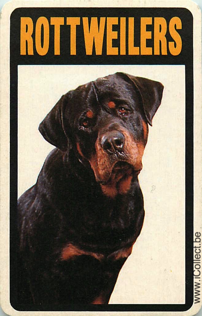 Single Swap Playing Cards Dog Rottweiler (PS09-04A)