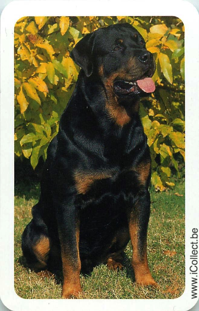 Single Swap Playing Cards Dog Rottweiler (PS09-13H)