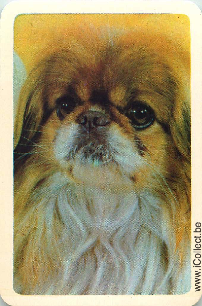 Single Swap Playing Cards Dog Shih Tzus (PS09-48I)