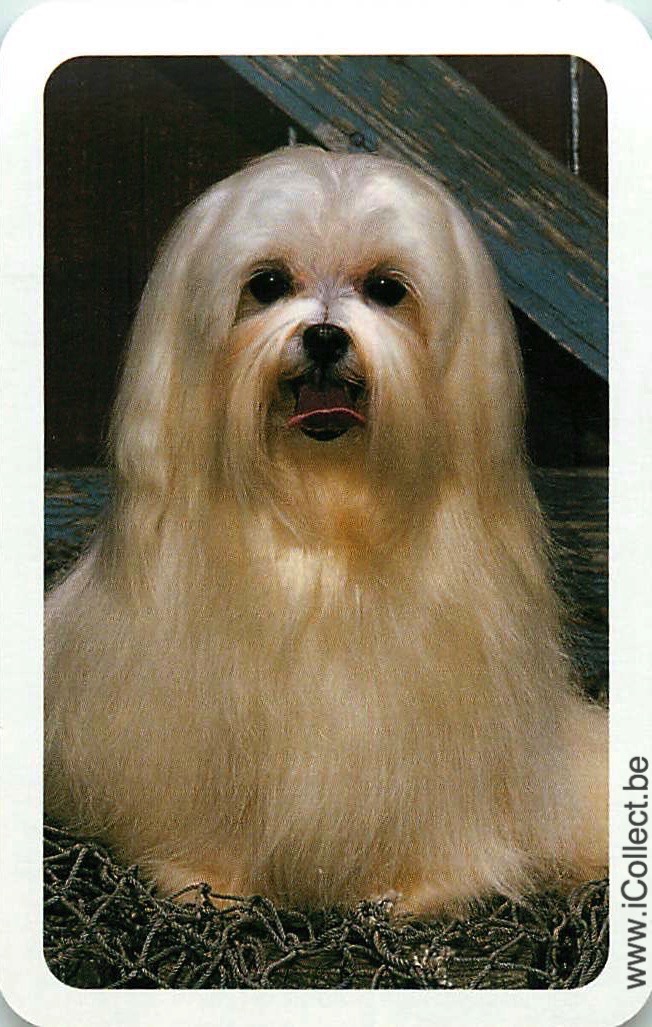 Single Swap Playing Cards Dog Shih Tzus (PS09-49A)