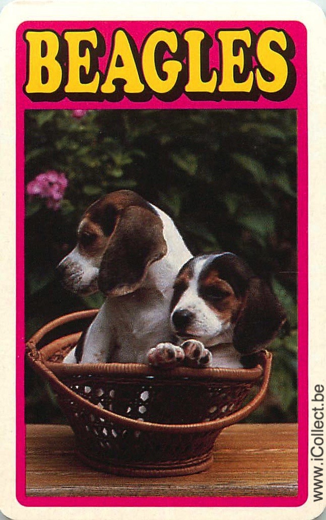 Single Swap Playing Cards Dog Beagles (PS09-55A)