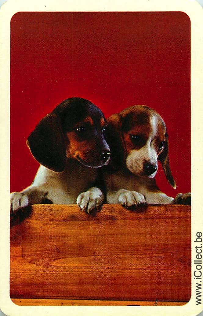Single Swap Playing Cards Dog Beagles (PS10-09H)