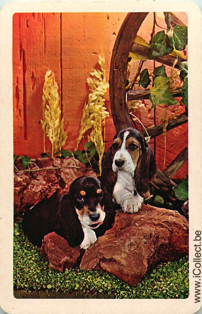 Single Swap Playing Cards Dog Beagles (PS10-10C)