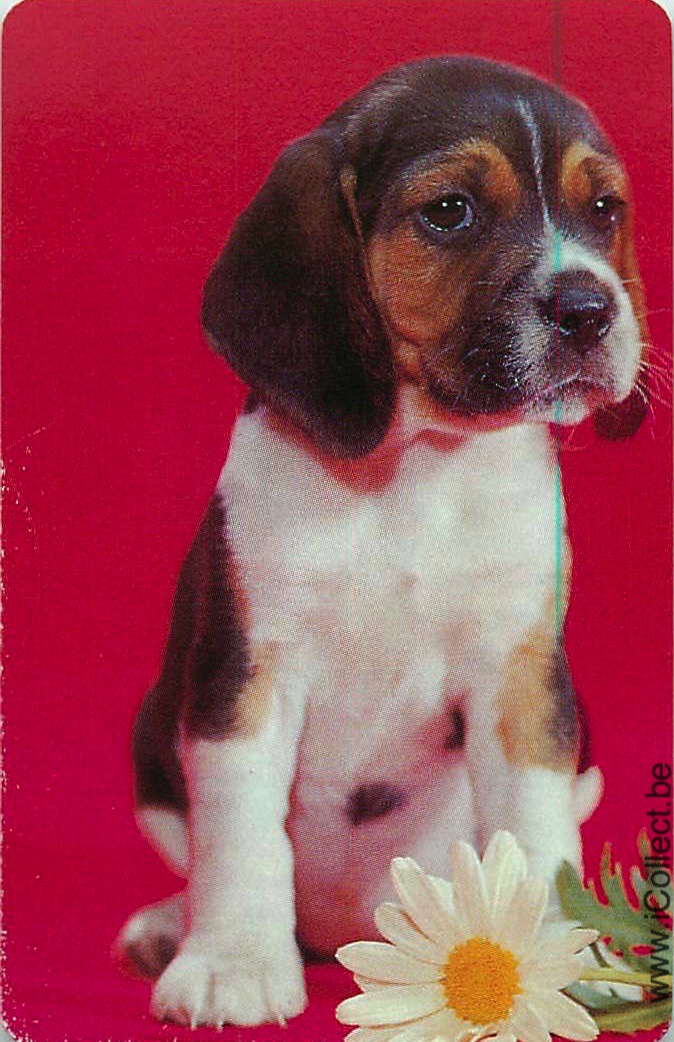 Single Swap Playing Cards Dog Beagles (PS10-10I)