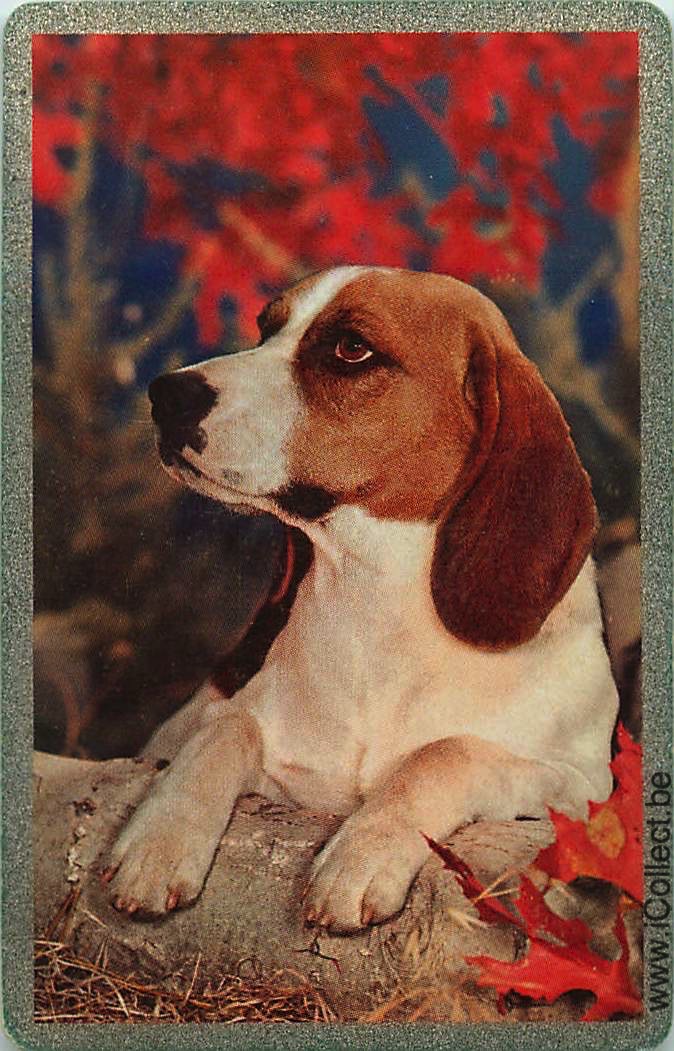Single Swap Playing Cards Dog Beagles (PS10-26B)