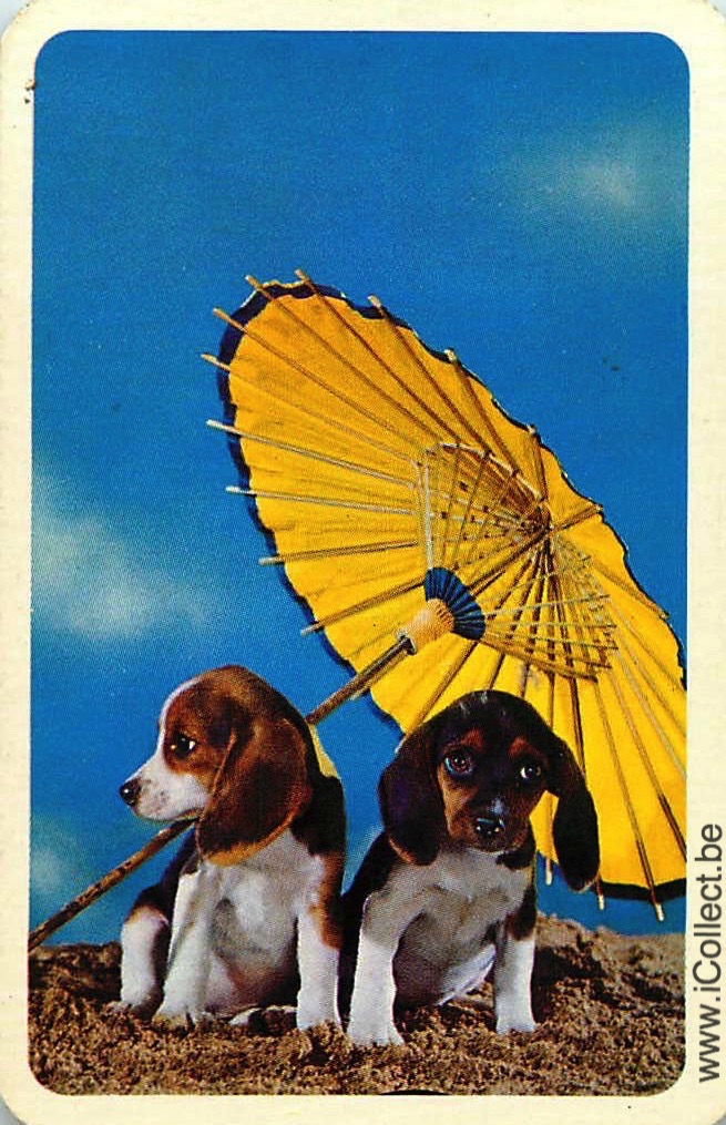 Single Swap Playing Cards Dog Beagles (PS11-28D)