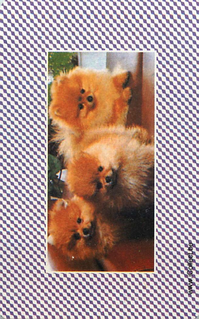 Single Swap Playing Cards Dog Pomeranian (PS02-02B) - Click Image to Close