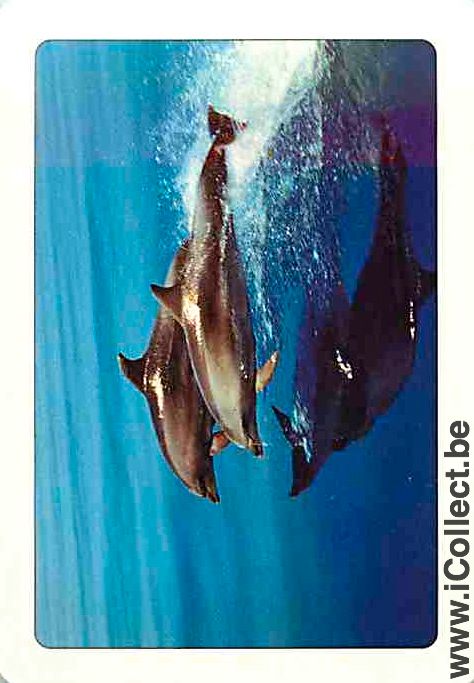 Single Swap Playing Cards Fish Dolfins (PS04-53D) - Click Image to Close