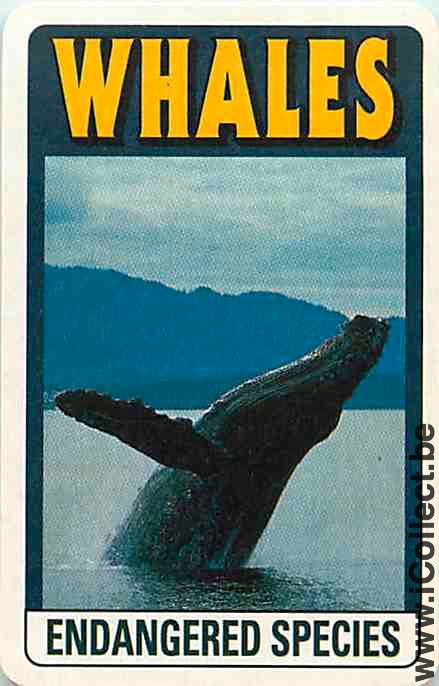 Single Playing Cards Fish Whales (PS04-54F) - Click Image to Close
