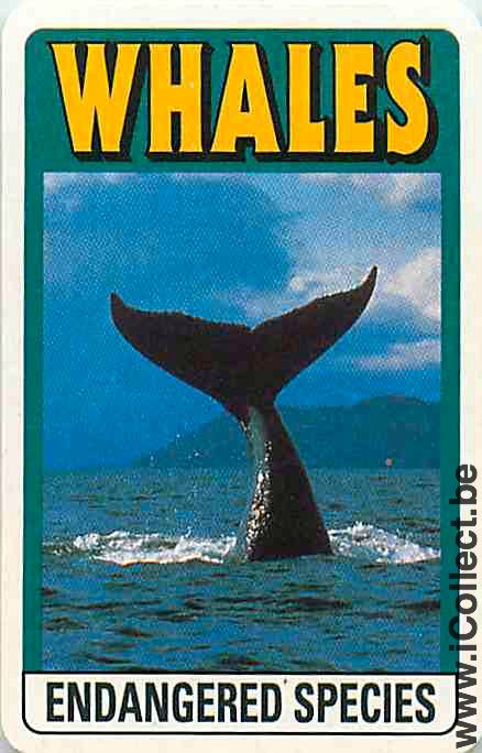 Single Playing Cards Fish Whales (PS04-54G) - Click Image to Close