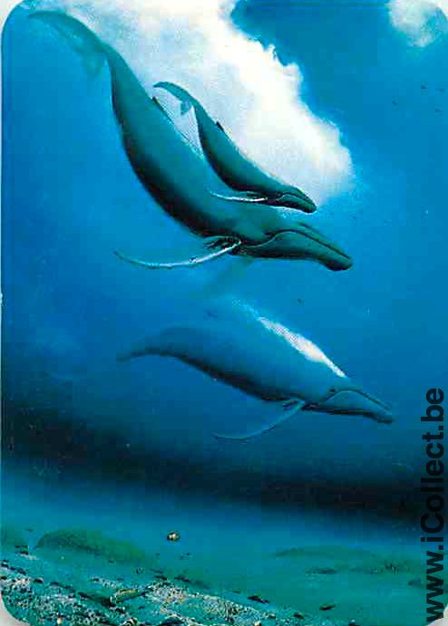 Single Playing Cards Fish Whales (PS04-54H) - Click Image to Close