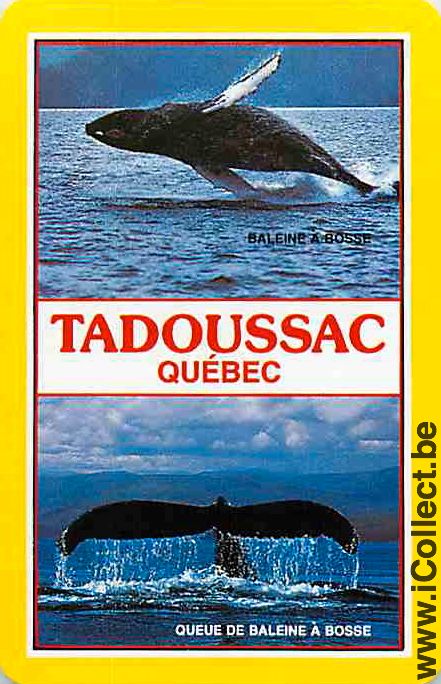 Single Playing Cards Fish Whales Tadoussac (PS06-52F) - Click Image to Close
