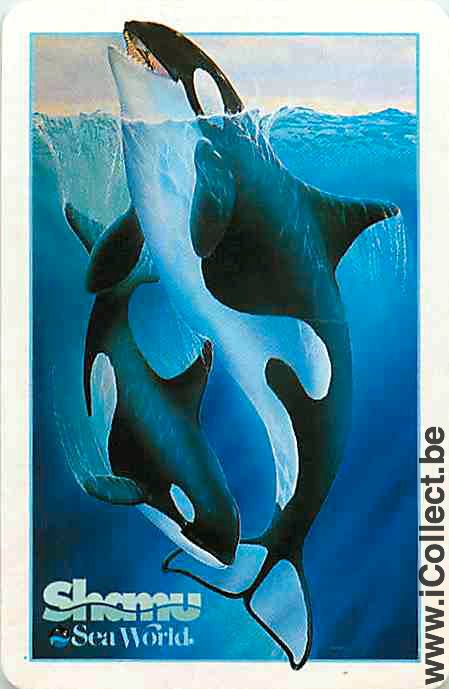Single Swap Playing Cards Fish Shamu Sea World (PS04-56A) - Click Image to Close