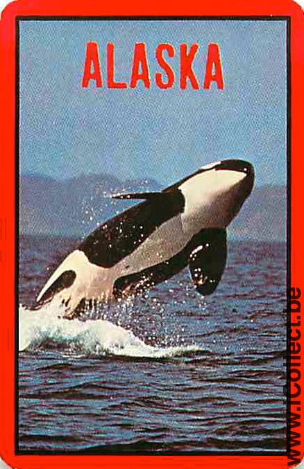 Single Playing Cards Fish Shamu Orca Alaska (PS04-56E)