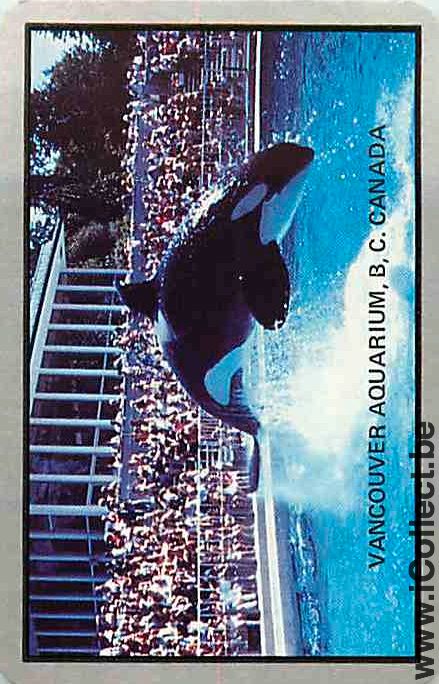 Single Playing Cards Fish Shamu Vancouver (PS12-57A)