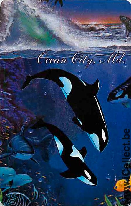 Single Playing Cards Fish Shamu Ocean City (PS12-57B) - Click Image to Close