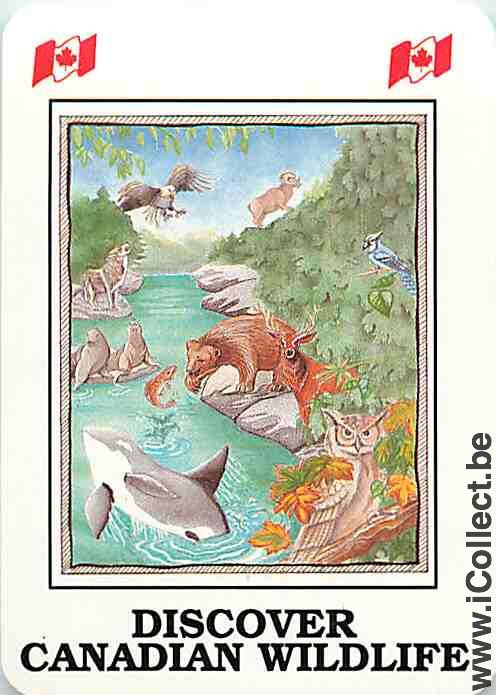 Single Playing Cards Fish Canadian Wildlife (PS12-37G)