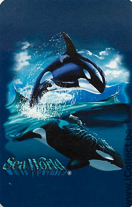 Single Playing Cards Fish Shamu Sea World (PS01-54E)