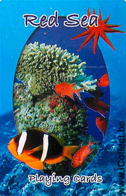 Single Swap Playing Cards Tropical Fish Red Sea (PS03-51A)