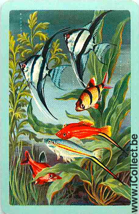 Single Playing Cards Fish Tropical Fish (PS03-51B)