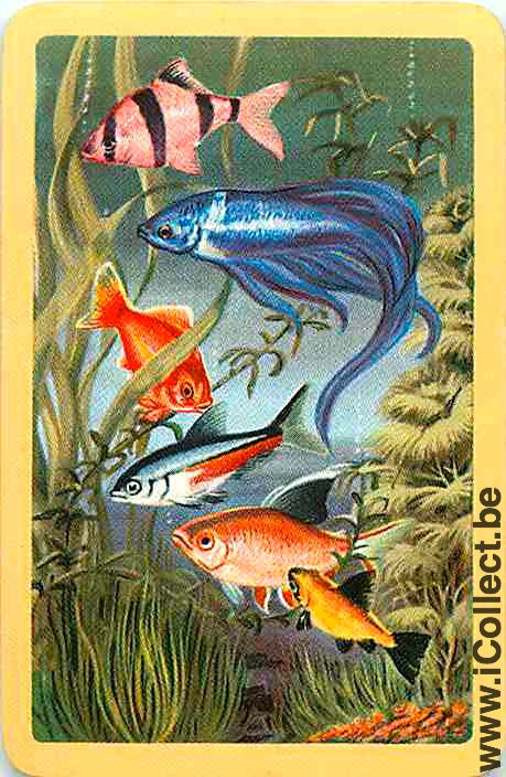 Single Playing Cards Fish Tropical Fish (PS03-51C)