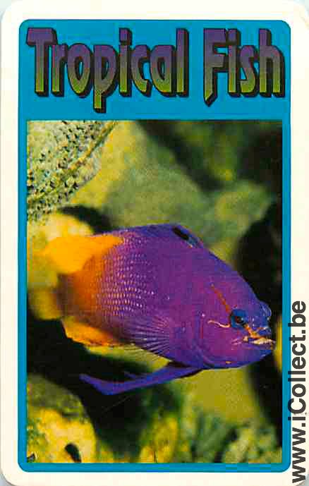Single Playing Cards Fish Tropical Fish (PS03-51F)