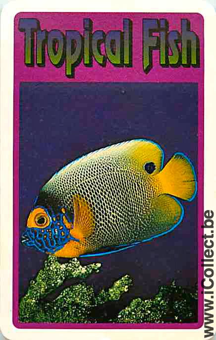 Single Swap Playing Cards Tropical Fish (PS03-51G) - Click Image to Close