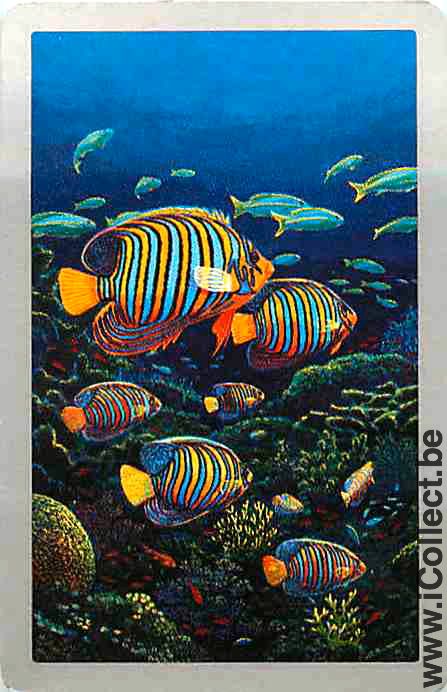 Single Playing Cards Fish Tropical Fish (PS03-51H) - Click Image to Close
