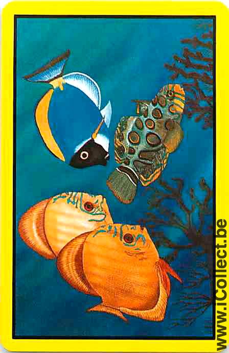 Single Swap Playing Cards Fish Tropical Fish (PS03-52F) - Click Image to Close