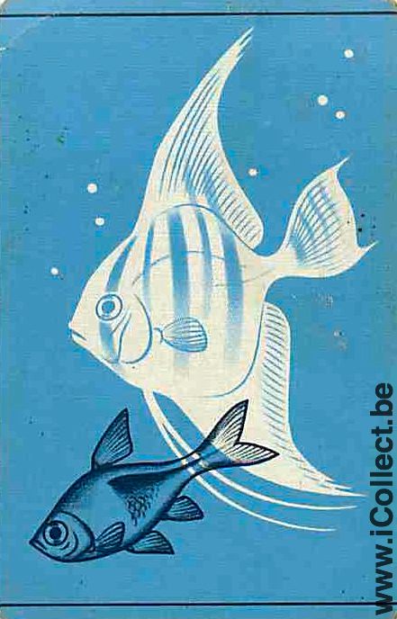 Single Swap Playing Cards Tropical Fish (PS03-53E) - Click Image to Close