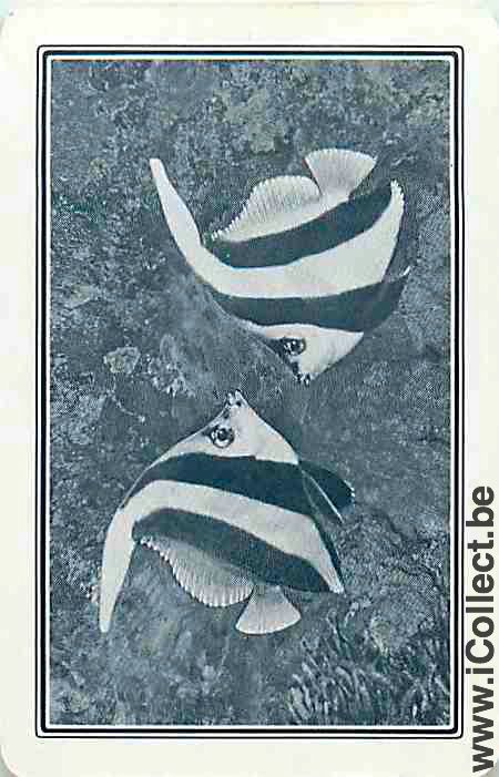 Single Playing Cards Fish Tropical Fish (PS03-53I)