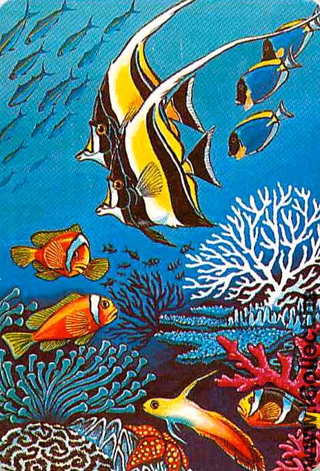Single Playing Cards Fish Tropical Fish (PS03-54I)