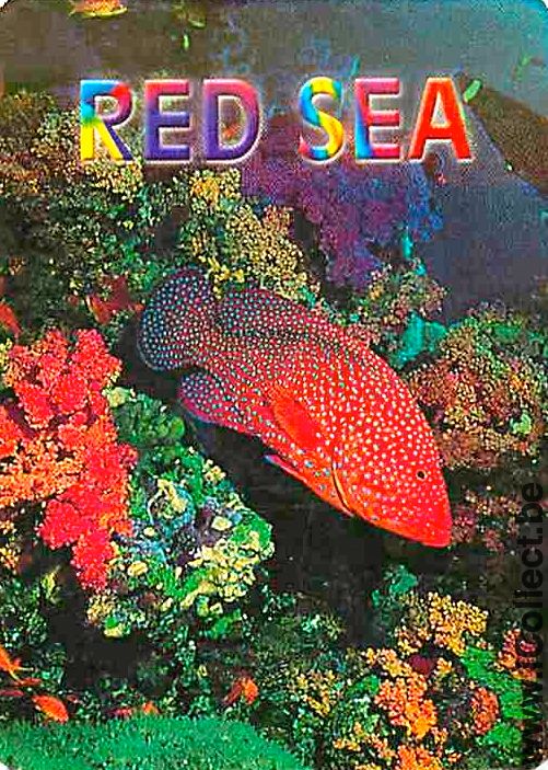 Single Playing Cards Fish Tropical Fish Red Sea (PS03-55G) - Click Image to Close