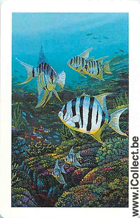 Single Playing Cards Fish Tropical (PS10-47I)