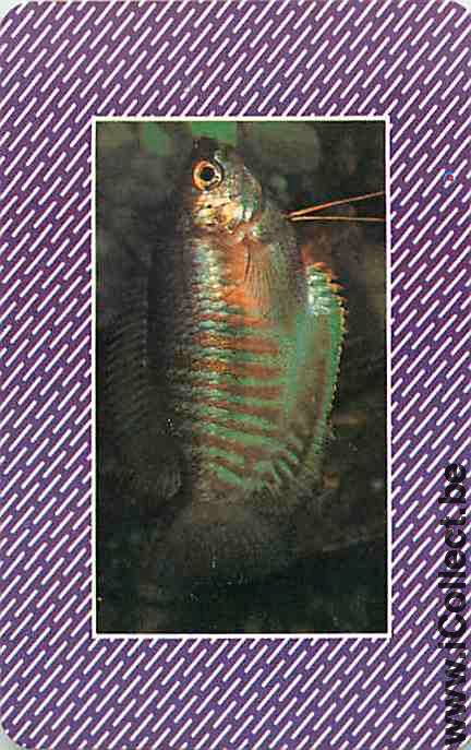 Single Playing Cards Fish Tropical (PS08-33A) - Click Image to Close