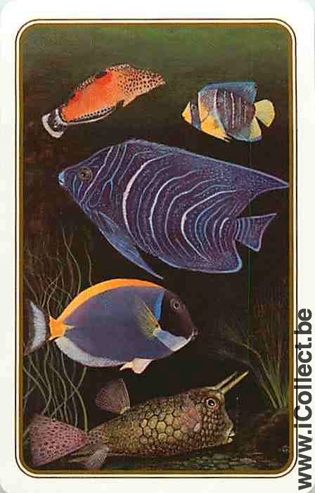 Single Playing Cards Fish Tropical (PS08-33E)