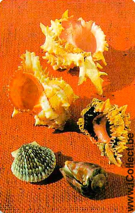 Single Playing Cards Fish Seashell (PS02-55B) - Click Image to Close