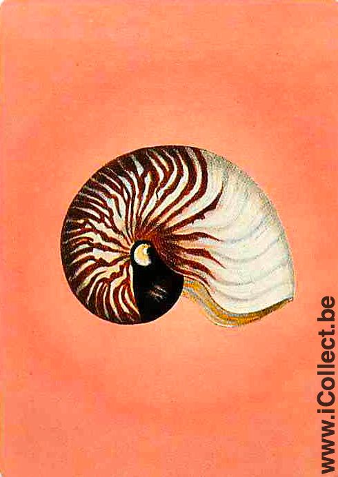 Single Swap Playing Cards Fish Seashell (PS02-55D)