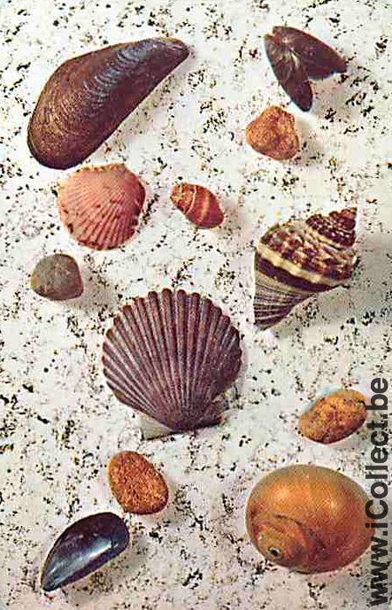 Single Playing Cards Fish Sea Shell (PS10-48C)