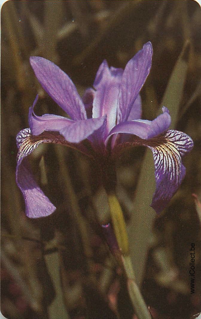 Single Swap Playing Cards Flower Orchid (PS24-04E)