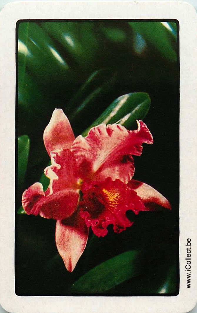 Single Swap Playing Cards Flower Orchid (PS24-05B)