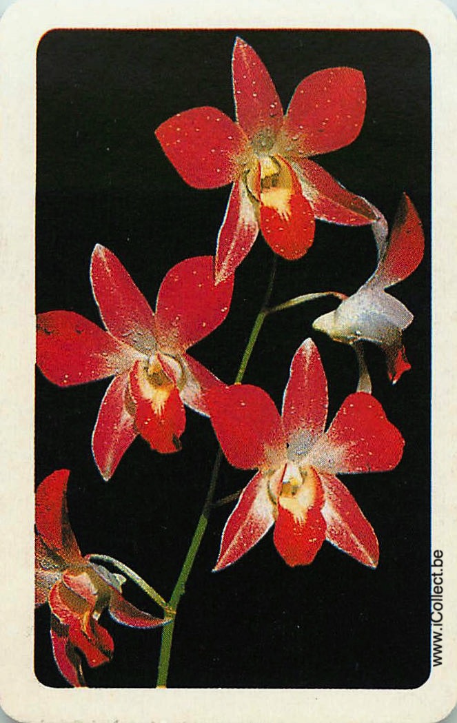 Single Swap Playing Cards Flower Orchids (PS24-06A) - Click Image to Close