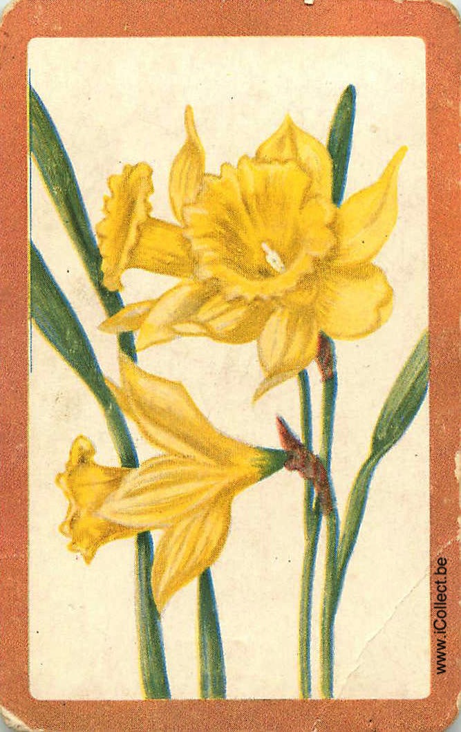 Single Swap Playing Cards Flower Daffodils (PS24-08A)