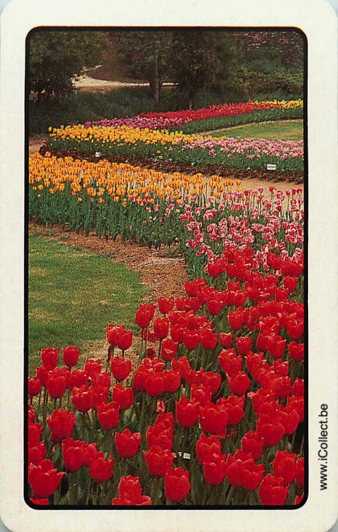 Single Swap Playing Cards Flower Tulips (PS24-16B)
