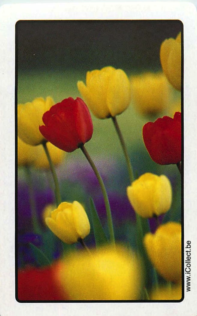 Single Swap Playing Cards Flower Tulips (PS24-16H)