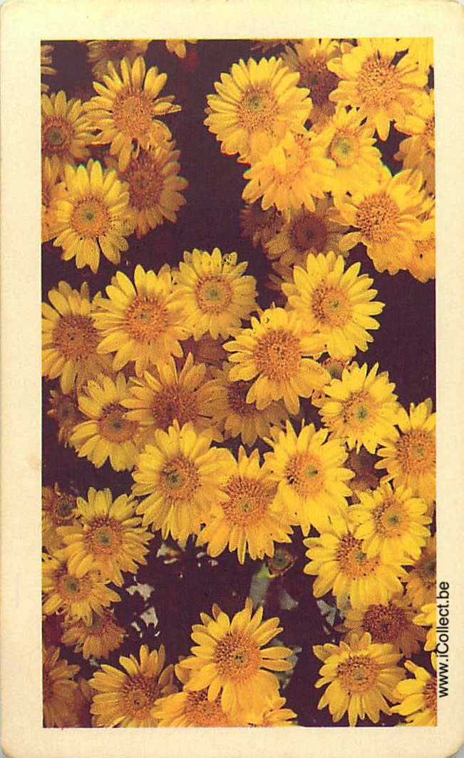 Single Swap Playing Cards Flower Marguerite (PS24-17D) - Click Image to Close