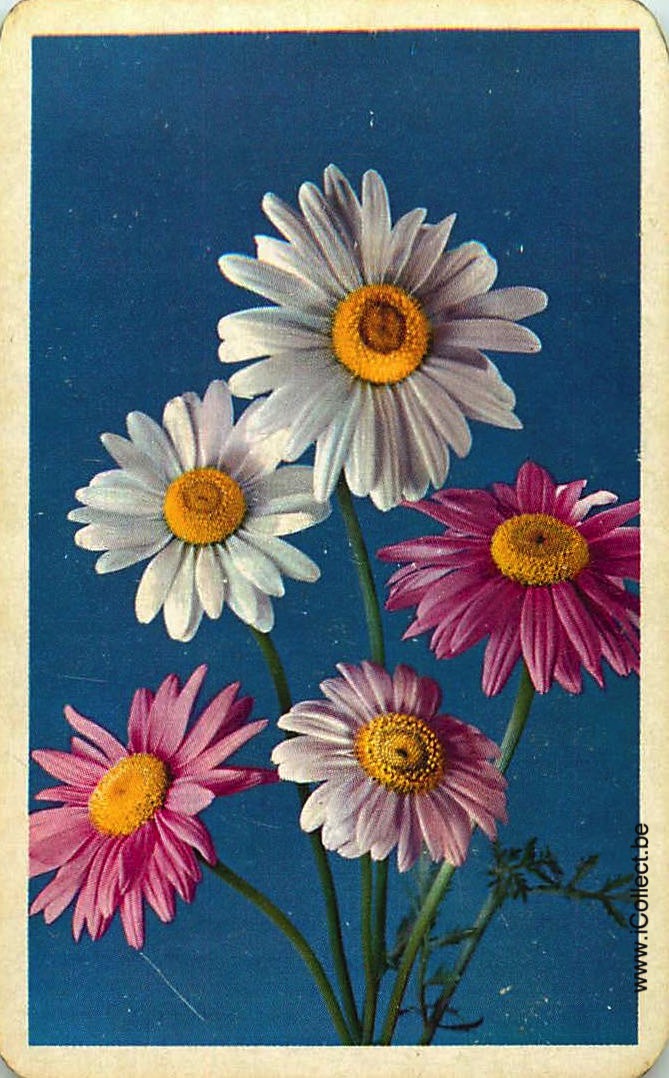 Single Swap Playing Cards Flower Marguerite (PS24-17E)